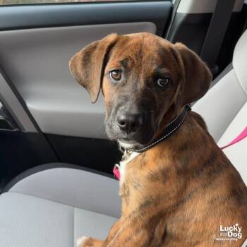 Shepherd and Plott Hound Dogs Available for Adoption - Gatsby | PetCurious