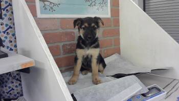 Labrador Retriever and Mixed Breed Dogs Available for Adoption in Houston, Texas - SHERRY | PetCurious