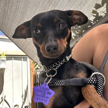 Zen -  Miniature Pinscher and Mixed Breed Dog for Adoption in San Francisco, California - Zen | PetCurious