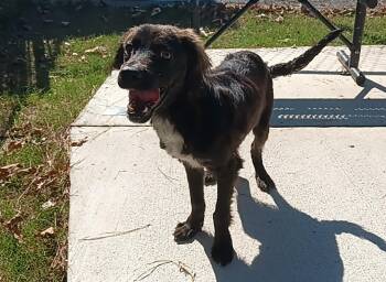 Jake -  Mixed Breed Dog for Adoption in North Little Rock, Arkansas - Jake | PetCurious