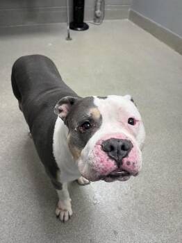 HULK -  Pit Bull Terrier Dog for Adoption in Las Vegas, Nevada - HULK | PetCurious