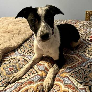 Rescue Border Collie Dogs for Adoption in Rochester, New York - Checkers | PetCurious