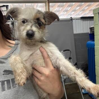 Pork chop -  Mixed Breed Dog for Adoption in Corbin, Kentucky - Pork Chop | PetCurious
