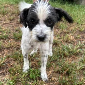 Dolly Parton -  Terrier Dog for Adoption in Houston, Texas - Dolly Parton | PetCurious