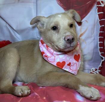 White German Shepherd Dogs Available for Adoption - Wells | PetCurious