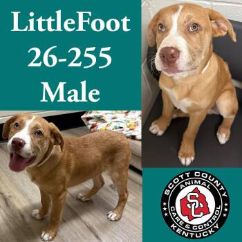 Pit Bull Terrier Dogs Available for Adoption in Georgetown, Kentucky - Little Foot | PetCurious