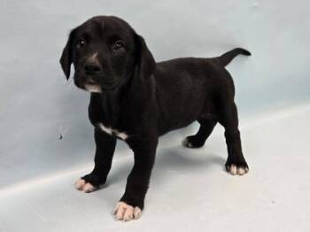 Emperor Penguin -  Labrador Retriever and Mixed Breed Dog for Adoption in Minneapolis, Minnesota - Emperor Penguin | PetCurious