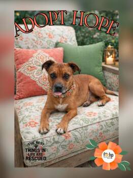 Beagle Dogs Available for Adoption - Hope | PetCurious