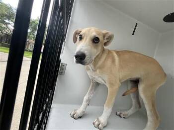 A657300 -  Siberian Husky and Labrador Retriever Dog for Adoption in Houston, Texas - A657300 | PetCurious