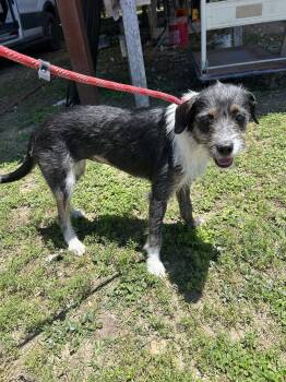 Border Terrier Dogs Available for Adoption - Alexis | PetCurious