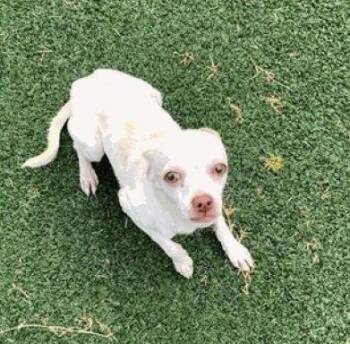 Toad BR11175-T LOCAL Adoption Event in Burlington 8/22 -  Chihuahua Dog for Adoption in Missouri City, Texas - Toad BR11175-T LOCAL Adoption Event In Burlington 8/22 | PetCurious
