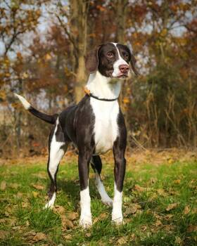 Rescue English Pointer Dogs for Adoption in Bridgeport, Connecticut - Creme Brulee | PetCurious