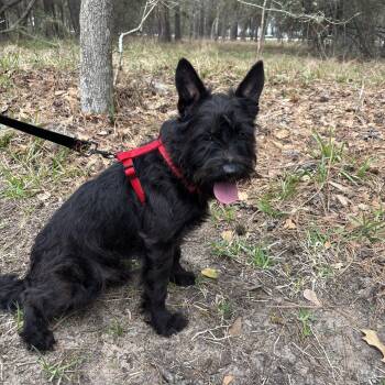 Scottish Terrier and Schnauzer Dogs Available for Adoption in The Woodlands, Texas - Griffin | PetCurious