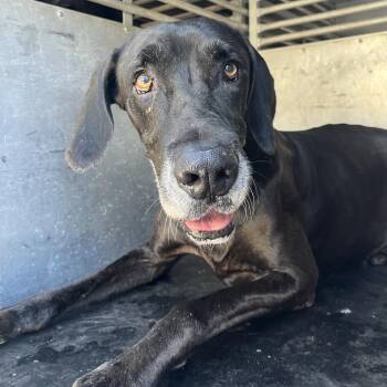 martinez 1 -  Great Dane Dog for Adoption in Edinburg, Texas - Martinez 1 | PetCurious