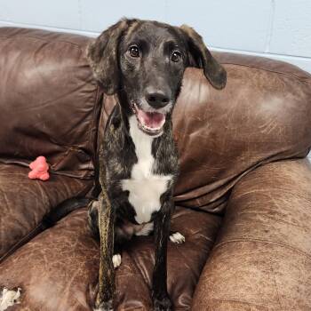 Sue Ellen -  Mixed Breed Dog for Adoption in Marshfield, Wisconsin - Sue Ellen | PetCurious