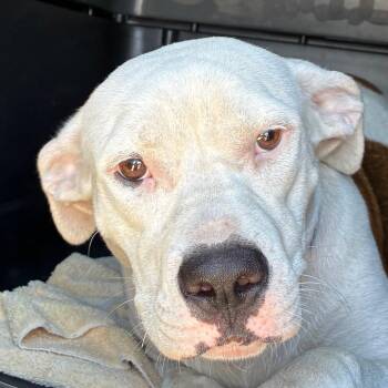 Freya -  Terrier and Labrador Retriever Dog for Adoption in Bronson, Florida - Freya | PetCurious