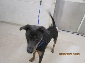 Salem(809) -  Hound Dog for Adoption in Marietta, Georgia - Salem(809) | PetCurious