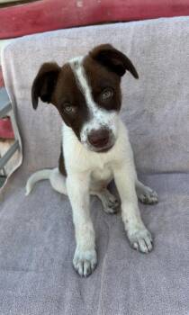 Birdie -  German Shepherd Dog and Pit Bull Terrier Dog for Adoption in Pleasant Hill, California - Birdie | PetCurious