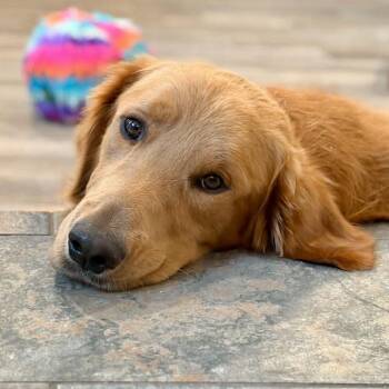 Ziggy -  Golden Retriever Dog for Adoption in Mead, Colorado - Ziggy | PetCurious