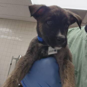 SANDWICH -  Siberian Husky and Boxer Dog for Adoption in Loveland, Colorado - SANDWICH | PetCurious