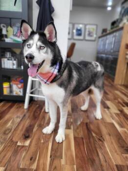 Rescue Siberian Husky Dogs for Adoption in Kennewick, Washington - Victor | PetCurious