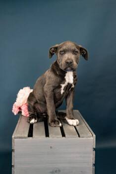 Pit Bull Terrier Dogs Available for Adoption - 194-26 | PetCurious