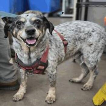 Lucy -  Australian Cattle Dog Blue Heeler Dog for Adoption in New York, New York - Lucy | PetCurious