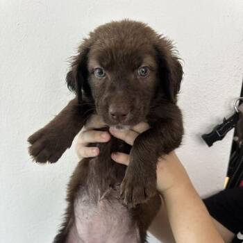 Ewok puppy 1 -  Golden Retriever and Border Collie Dog for Adoption in San Juan, San Juan - Ewok Puppy 1 | PetCurious