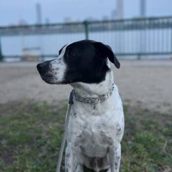 Catahoula Leopard Dog and Mixed Breed Dogs Available for Adoption in New Orleans, Louisiana - Cash (fka Satchmo) | PetCurious
