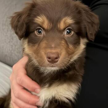 Australian Shepherd Dogs Available for Adoption - Sparkle  | PetCurious