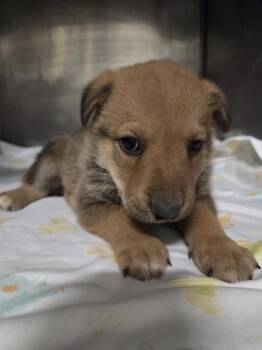 Maverick -  Shepherd Dog for Adoption in Cleveland, Tennessee - Maverick | PetCurious