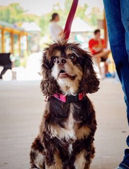 Trixie -  Cocker Spaniel Dog for Adoption in Ayden, North Carolina - Trixie | PetCurious