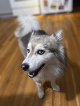 Rescue Pomsky and Siberian Husky Dogs for Adoption - Wolfe | PetCurious