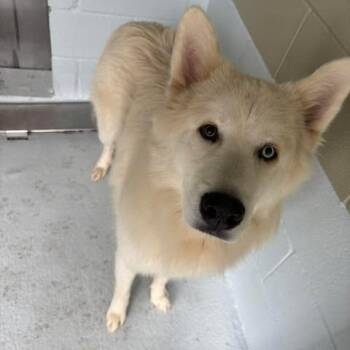 Hachi 26-05-115 -  Husky Dog Available for Adoption in Bastrop, Texas - Hachi 26-05-115 | PetCurious