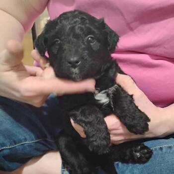 Mixed Breed Dogs Available for Adoption in Dekalb, Illinois - Dawson | PetCurious