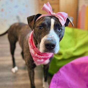 Lane Boots the Snuggly Couch Dog -  Pit Bull Terrier and Labrador Retriever Dog for Adoption in Friendswood, Texas - Lane Boots The Snuggly Couch Dog | PetCurious