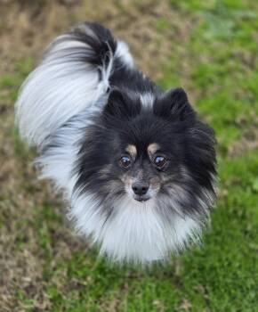 Pomeranian Dogs Available for Adoption - Jasmine  | PetCurious