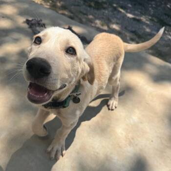 Hudson -  Yellow Labrador Retriever and Mixed Breed Dog for Adoption in Pineville, Missouri - Hudson | PetCurious