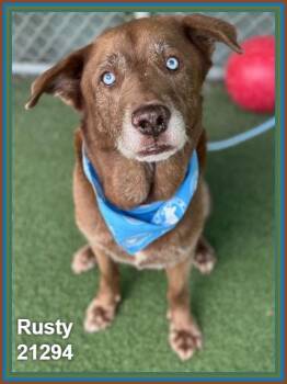 RUSTY -  Labrador Retriever and Siberian Husky Dog for Adoption in Marietta, Georgia - RUSTY | PetCurious