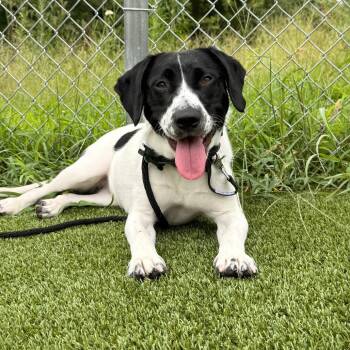 Pawnie -  Hound and Mixed Breed Dog for Adoption in Chattanooga, Tennessee - Pawnie | PetCurious