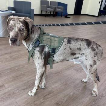 SVAS-Stray-39347 -  Catahoula Leopard Dog and Mixed Breed Dog for Adoption in Lyndhurst, Virginia - SVAS-Stray-39347 | PetCurious