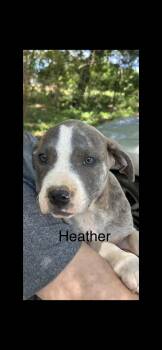 Pit Bull Terrier and American Staffordshire Terrier Dogs Available for Adoption in Texarkana, Texas - Heather | PetCurious