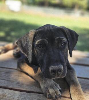 Labrador Retriever and Shepherd Dogs Available for Adoption in Gilbert, Arizona - Zipp | PetCurious