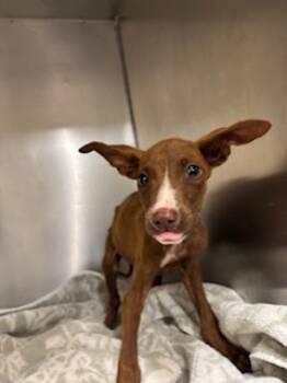 Rescue Terrier and Mixed Breed Dogs for Adoption in Honolulu, Hawaii - 59759833 | PetCurious