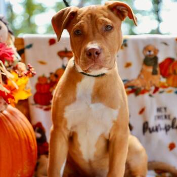 Toby -  Pit Bull Terrier Dog for Adoption in Evensville, Tennessee - Toby | PetCurious