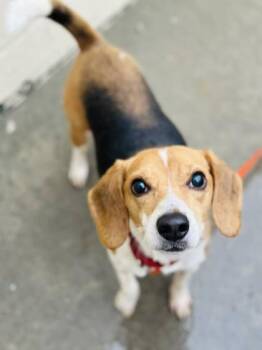 Mixed Breed Dogs Available for Adoption - Igor | PetCurious