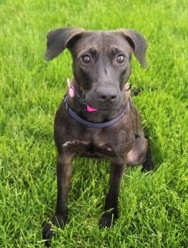 Retriever Dogs Available for Adoption in Itasca, Illinois - Latte | PetCurious