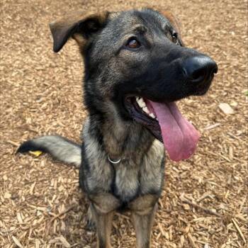 Rescue Mixed Breed Dogs for Adoption in Collingwood, Ontario - Ryder | PetCurious