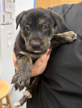 German Shepherd Dog Dogs Available for Adoption in Hartsville, South Carolina - Hermione (Hx8) | PetCurious