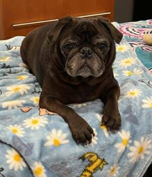 Pug Dogs Available for Adoption in Pelham, Massachusetts - Yoda & Jabba (BONDED PAIR) | PetCurious